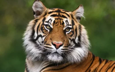 Wildlife Protection in Traditional Chinese Medicine – Celebration of the Year of Tiger, 2022